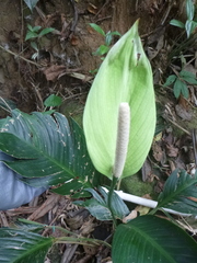 Spathiphyllum cannifolium