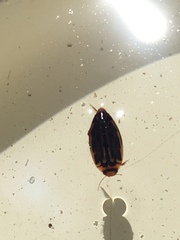 Coptotomus longulus