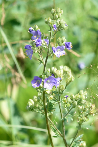 Polemonium caeruleum