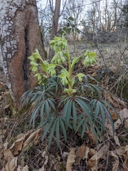 Helleborus foetidus
