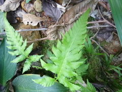 Tectaria heracleifolia