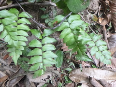 Adiantum petiolatum