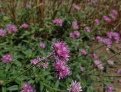 Gomphrena pulchella