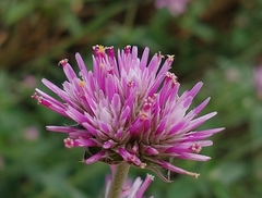 Gomphrena pulchella