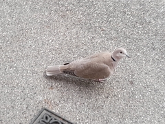 Streptopelia decaocto