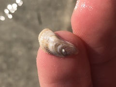 Brachidontes
