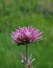 Gomphrena pulchella