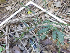 Pseudelephantopus spicatus