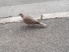 Streptopelia decaocto