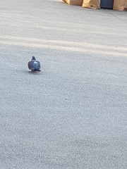Columba livia domestica