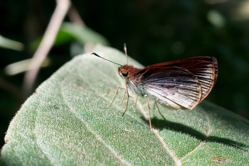 Cymaenes distigma
