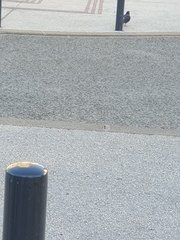 Columba livia domestica