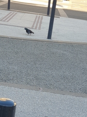 Columba livia domestica