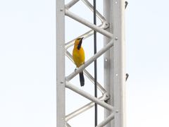 Icterus nigrogularis