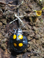 Eumorphus marginatus