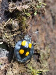 Eumorphus marginatus