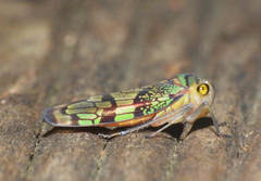 Amblyscarta incommoda