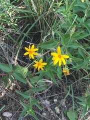 Aspilia mossambicensis