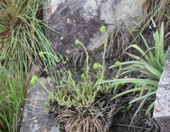 Crassula mesembryanthoides hispida