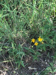 Aspilia mossambicensis