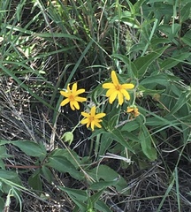 Aspilia mossambicensis