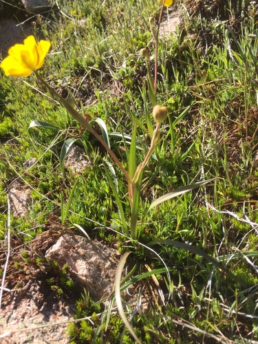 Ranunculus abnormis, photograph 2