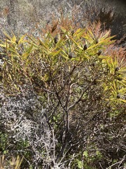 Leucadendron salignum