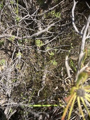 Leucadendron salignum