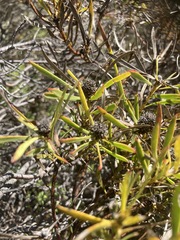 Leucadendron salignum