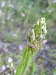 Anacamptis coriophora