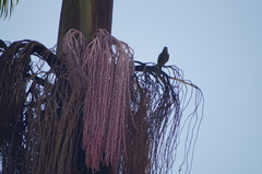 Thraupis palmarum