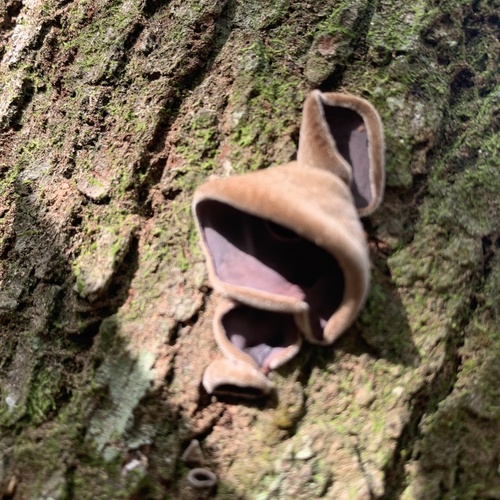 Auricularia nigricans image