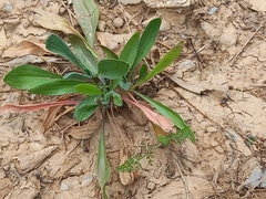 Scorpiurus muricatus