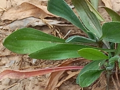 Scorpiurus muricatus