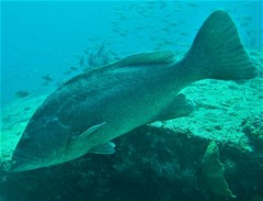 Mycteroperca rosacea