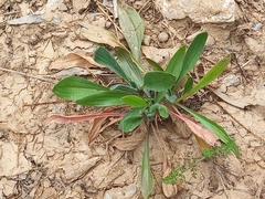 Scorpiurus muricatus