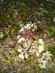 Discocyrtanus goyazius