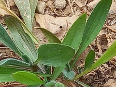 Scorpiurus muricatus