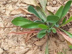 Scorpiurus muricatus