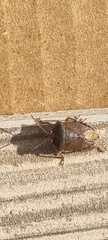 Palomena prasina