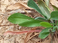 Scorpiurus muricatus