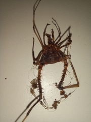 Discocyrtanus goyazius