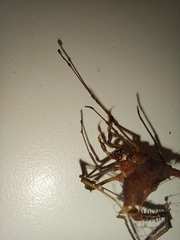 Discocyrtanus goyazius