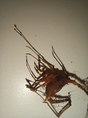 Discocyrtanus goyazius