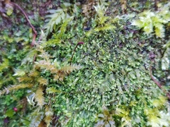 Mesoptychia collaris