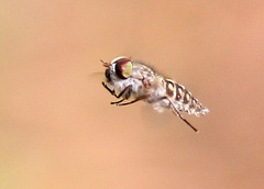 Hamatabanus exilipalpis