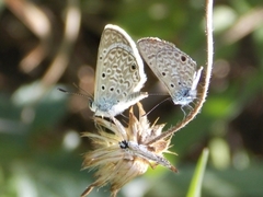 Hemiargus hanno