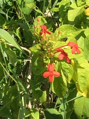 Ruspolia hypocrateriformis australis