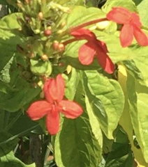Ruspolia hypocrateriformis australis