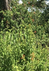 Ruspolia hypocrateriformis australis